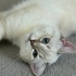 Oyunsever pufyy çok güzel bir kedi fotoğraf