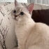 Oyunsever pufyy çok güzel bir kedi fotoğraf