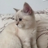 Oyunsever pufyy çok güzel bir kedi fotoğraf