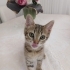 LİLA İÇİN YUVA OLUR MUSUN🥹 fotoğraf