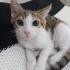 TOMBİK İÇİN YUVA OLUR MUSUN🥹 fotoğraf