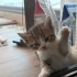 2 Aylık Araç Kaputundan Kurtulan Minik Oğullarımıza Yuva Arıyoruz fotoğraf