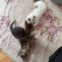 2 Aylık Araç Kaputundan Kurtulan Minik Oğullarımıza Yuva Arıyoruz fotoğraf