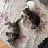 2 Aylık Araç Kaputundan Kurtulan Minik Oğullarımıza Yuva Arıyoruz fotoğraf
