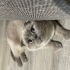 Kedi Değil Biblo fotoğraf