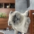 Kedi Değil Biblo fotoğraf