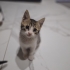 2.5 Aylık Tekir Beyaz fotoğraf