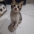 2.5 Aylık Tekir Beyaz fotoğraf