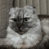 İlgiyi çok seven harika bir kedi fotoğraf