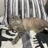 Mikroçip devri şartıyla ücretsiz kedi sahiplendirme fotoğraf