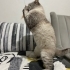Mikroçip devri şartıyla ücretsiz kedi sahiplendirme fotoğraf