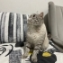 Mikroçip devri şartıyla ücretsiz kedi sahiplendirme fotoğraf