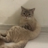 Mikroçip devri şartıyla ücretsiz kedi sahiplendirme fotoğraf