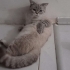 Mikroçip devri şartıyla ücretsiz kedi sahiplendirme fotoğraf