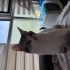 10 Aylık Tekir & British Shorthair Melezi Ömürlük Yuvasını Arıyor fotoğraf