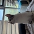 10 Aylık Tekir & British Shorthair Melezi Ömürlük Yuvasını Arıyor fotoğraf