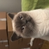 2 yaşında dişi kedi fotoğraf