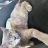 Bıyıkları sağ beyaz sol gri renkte fotoğraf