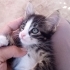 Tekir minikler 3 aylık oyuncu fotoğraf