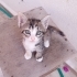 Tekir minikler 3 aylık oyuncu fotoğraf