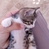 Tekir minikler 3 aylık oyuncu fotoğraf