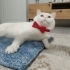Beyaz British Shorthair Sahiplendirilecektir Ücretsiz fotoğraf
