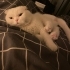 Scottish Fold kedimize yuva fotoğraf