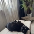 Luna için Yeni Bir Yuva Arıyoruz fotoğraf