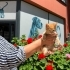 Çılgın sarman limon iç dış parazitleri ver kontrolleri yapıldı fotoğraf