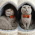 Yakışıklı yuvasını arıyor fotoğraf
