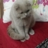 Yakışıklı yuvasını arıyor fotoğraf