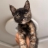 2 BÜYÜK KEDİM ZARAR VERMESİN ANTALYA ACİL YUVA fotoğraf