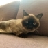 Moli’ mize yuva arıyorum fotoğraf