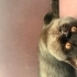Çikolata ya yuva arıyoruz fotoğraf