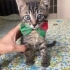 Çok insancıl bir bebek acil yuva arıyor fotoğraf
