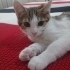 TOMBİĞİN GEÇİÇİ YUVASINDA SON GÜNLERİ ACİL YUVA LÜTFEN fotoğraf