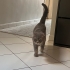 Erkek kısır 1 yaş terk edilmiş fotoğraf