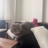 Erkek kısır 1 yaş terk edilmiş fotoğraf