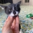 Minik smokin kız acil yuva arıyor fotoğraf