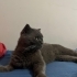 ACİL YUVA ARIYORUZ fotoğraf