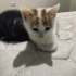 Minik Prensime ömürlük yuva arıyorum fotoğraf