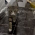 Düşük Kulaklı Tatlış Bebek fotoğraf