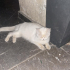 Sokağa bırakılmış bir kedi fotoğraf