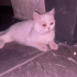 Sokağa bırakılmış bir kedi fotoğraf