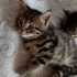 1 buçuk aylık bebek kediler fotoğraf