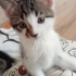 1 buçuk aylık bebek kediler fotoğraf