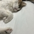 Kısırlaştırılmış, sevgi dolu- Her ay mama gönderilecek fotoğraf