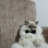 Çok sevimli uysal bir bebek fotoğraf