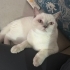Susam’ a yuva arıyorum fotoğraf