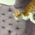 Annesiz kedi çocukların elinde hırpalanırken kurtarıldı fotoğraf
